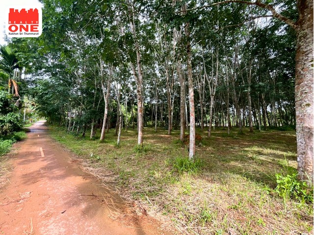 ที่ดินสวนยาง เนื้อที่ 2-3-55 ไร่ มีต้นยางพารากว่า 350 ต้น พร้อมให้ผลผลิต