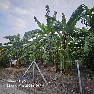 ขายที่ดินทำเลชินเขต 1 เหมาะสร้างบ้านเดี่ยว ออฟฟิศ ทาวน์โฮม หอพัก หรือเก็งกำไรในอนาคต พื้นที่ 200 ตรว ซอยงามวงศ์วาน 43 แยก 2-7