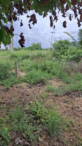 ขายที่ถมแล้ว ขายถูก ใกล้ถนนทางหลวง 3025 ( ท่าข้าม-สระสี่เหลี่ยม ) เนื้อที่  200  ตรว. ต.ท่าข้าม อ.พนัสนิคม จ.ชลบุรี