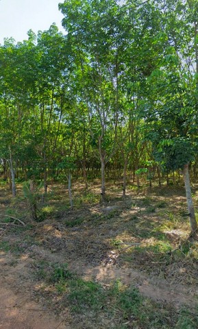 ขายที่ดินเกาะจันทร์ชลบุรี สวนยาง ต.เกาะจันทร์ จ.ชลบุรี บนเนื้อที่ 13-1-8 ไร่   2 โฉนด -โฉนดครุฑแดง