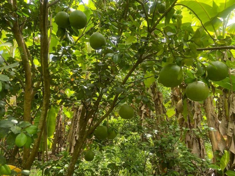 ราคาพิเศษ 3.9 ล.เท่านั้น! 2 ไร่ 2 งาน 16 ตรว. #ดอยสะเก็ด ขายสวนผลไม้ #วิวภูเขาอลังการ ชีวิตสโลว์ไลฟ์ ท่ามกลางธรรมชาติ กับที่ดินขนาดใหญ่