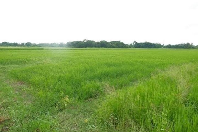 ที่ดินติดถนน ติดหนองน้ำ เหมาะทำบ้านสวน แม่ปูคา สันกำแพง