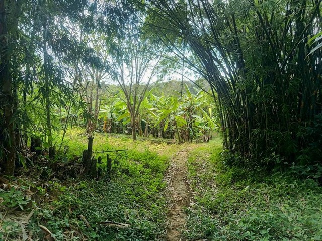 ขายยกแปลงที่ดินติดถนน พร้อมบ้านไม้สัก 1 หลัง วิวดี แม่ออน