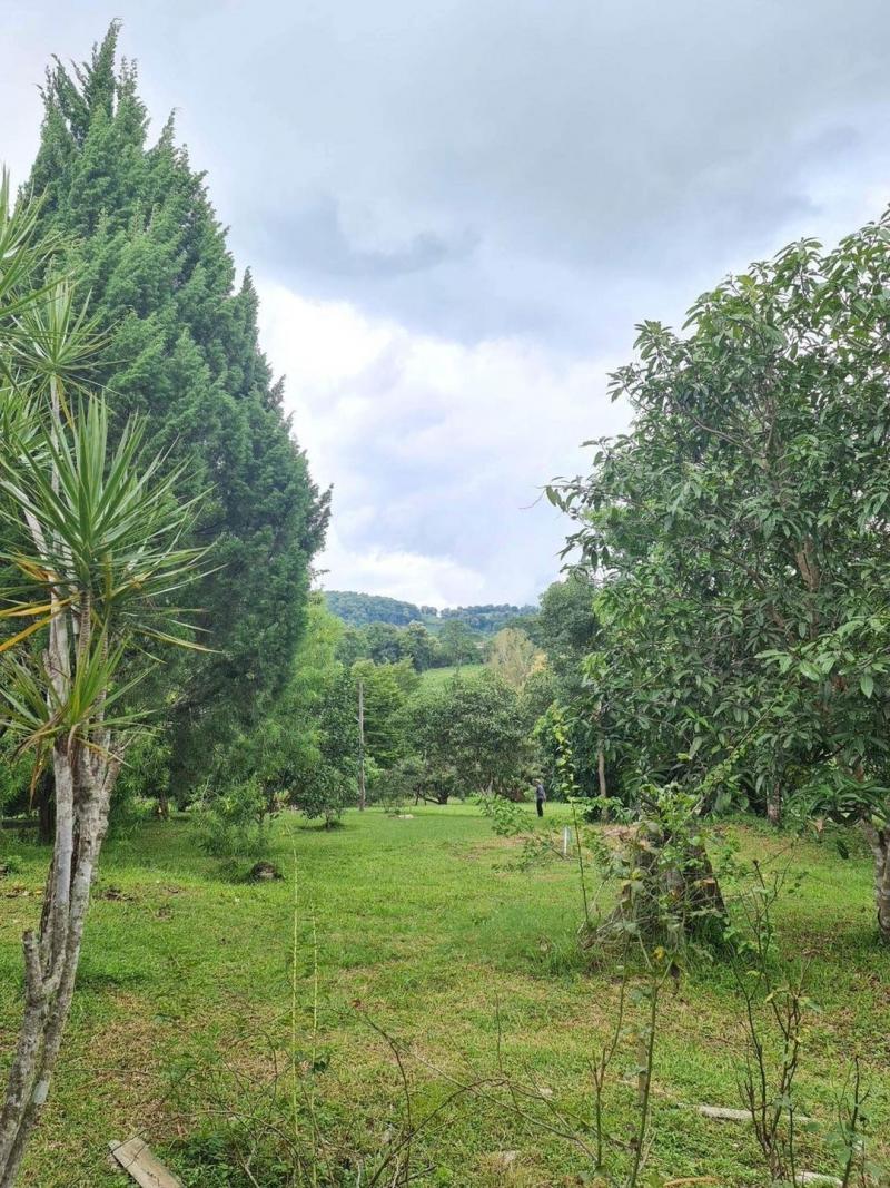 ที่ดินติดห้วยไร่ ขายยกแปลง 14 ล้าน 25-2-65 ตรว.#ขี้เหล็ก อ.แม่แตง น้ำ-ไฟ พร้อม #ไม่เปลี่ยว อากาศดี ลมพัดเย็นสบาย บรรยากาศคล้ายเขาใหญ่