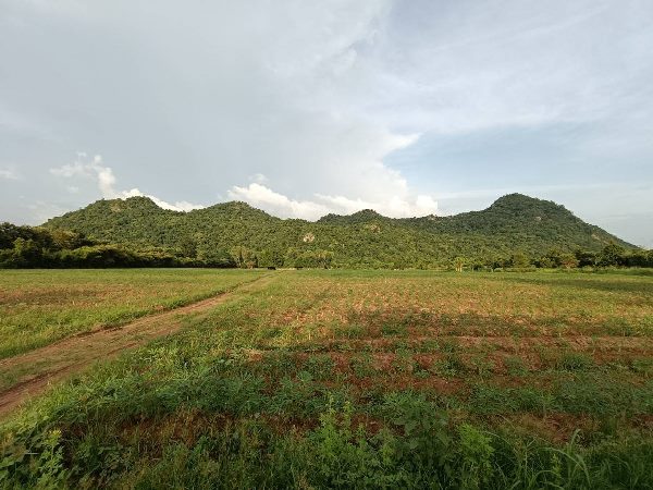  ขายด่วน ที่ดินเปล่า ต.ทุ่งหลวง อ.ปากท่อ จ.ราชบุรี เนื้อที่ 33 ไร่ 1 งาน 72 ตรว. 