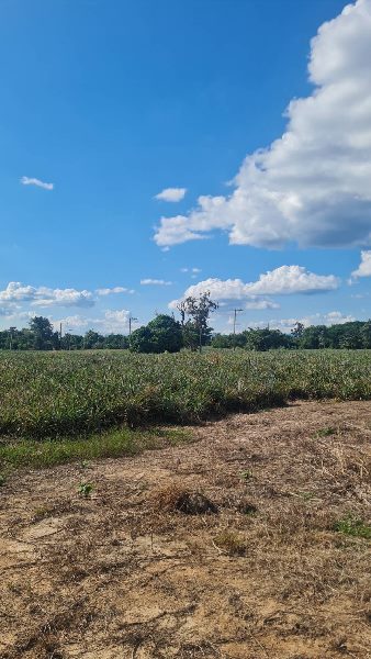 ขายที่ดินลำปาง ใกล้เบทาโกร เขื่อนกิ่วลม เนื้อที่ 1 ไร่ 101 ตารางวา