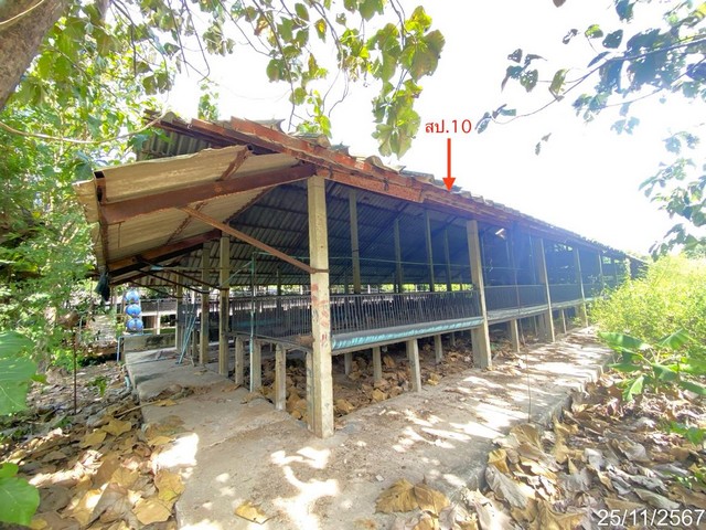 ขายโรงเลี้ยงสัตว์ ถ.พนัสนิคม - เกาะโพธิ์ ต.นาเริก อ.พนัสนิคม จ.ชลบุรี