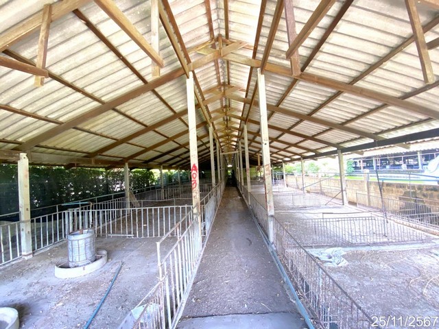 ขายโรงเลี้ยงสัตว์ ถ.พนัสนิคม - เกาะโพธิ์ ต.นาเริก อ.พนัสนิคม จ.ชลบุรี