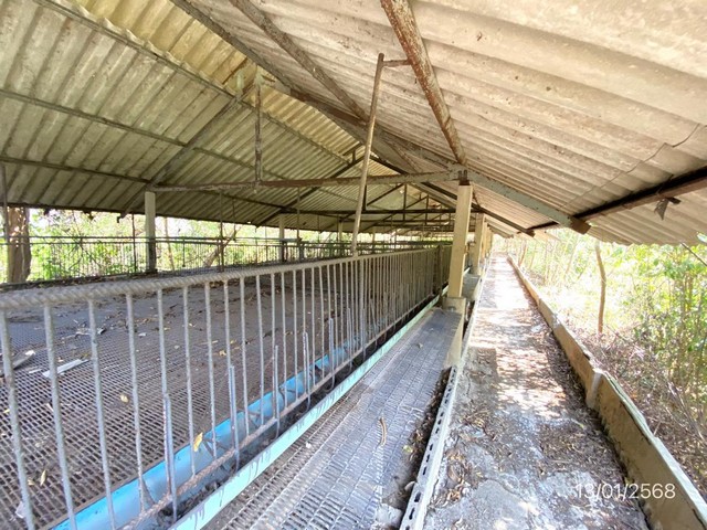 ขายโรงเรือนเลี้ยงสุกร ถ.ฉะเชิงเทรา-สัตหีบ ต.ท่าบุญมี อ.เกาะจันทร์ จ.ชลบุรี