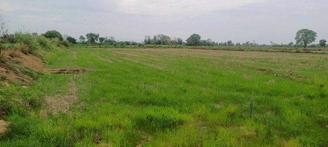 ขายที่ดินราคาถูก 22-3-31 ไร่    บ้านคลองสาริกา ม.15 ต.สากเหล็ก อ.สากเหล็ก จ.พิจิตร    ZK483