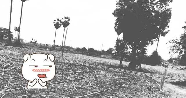 เช่าหรือซื้อยังไงก็คุ้ม ขายที่สวยติดแม่น้ำน่าน ชุมแสง  จ.นครสวรรค์ 300000 บาท.วิวแม่น้ำเกษตรดีงามสวยสมบูรณ์