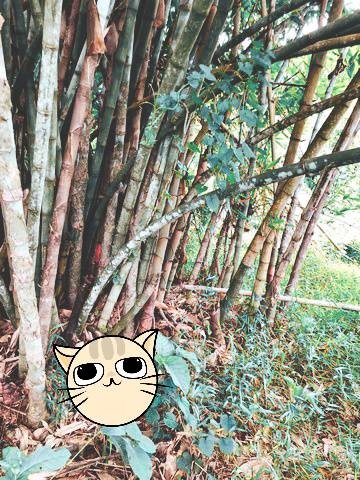 เช่าหรือซื้อยังไงก็คุ้ม ขายที่ดินติดลำธารน้ำใสไหลริน ชุ่มฉ่ำตลอดปี สวยวิวล้าน 800000บาท 3-0-35ไร่ อำเภอสันติสุข น่าน