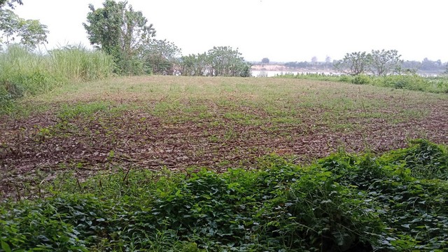 หาที่สวยวิวดีเงื่อนไขสบาย ที่ติดแม่น้ำโขง ต.กุดบง อ.โพนพิสัย จ.หนองคาย  หลังติดแม่น้ำโขง ไร่ละ 2ล้านบาท โทร 096-882-1857