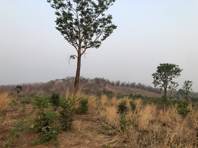 ตุนทรัพย์เก็บขายเก็งกำไร  ธรรมชาติเนินเขา ที่ดินโฉนดแบ่งขาย หล่มเก่า เพชรบูรณ์ ใกล้ภูทับเบิก โทร 0968821857