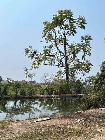 ที่ดินสวนลำไย มีสระเก็บน้ำ ไม่เปลี่ยว โซนหางดง                    