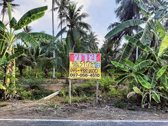 ขายที่ดินสวนมะพร้าว 5-1-17 ไร่   ใกล้ตลาดน้ำอัมพวา  บางนางลี่   สมุทรสงคราม   ZW577