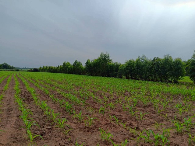 ขายที่ดินเปล่าแปลงสวย พร้อมผู้เช่าทำการเกษตร ขนาด 8-2-16 ไร่ ติดถนนกว้าง 6 ม. ต.เขาไม้แก้ว อ.กบินทร์บุรี จ.ปราจีนบุรี