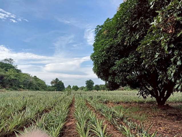 ขายที่ดิน 3 ไร่  ทำเลสวย ติดภูเขา ปากน้ำปราณ  ปราณบุรี  ประจวบคีรีขันธ์   ZW582