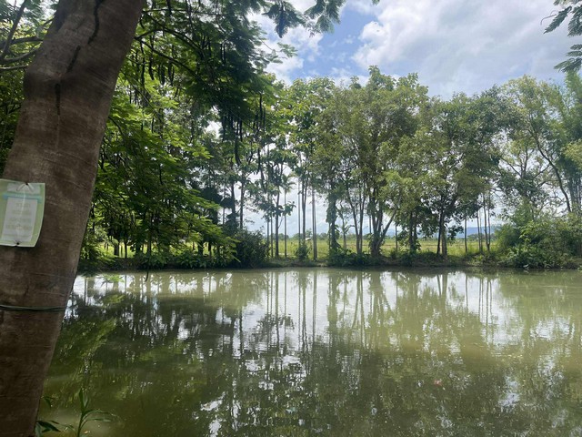 โฮมสเตย์วิวทุ่งนา บนที่ดิน 10 ไร่เศษ พร้อมบ้านไม้โบราณ ทำเลแม่ริม 