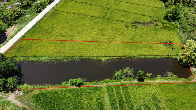 ขายที่ดินแปลงสวยมีสระน้ำ ติดวิวทุ่งนา พิกัดลำพูนบรรยากาศดีขายราคาถูกในเขตชุมชน