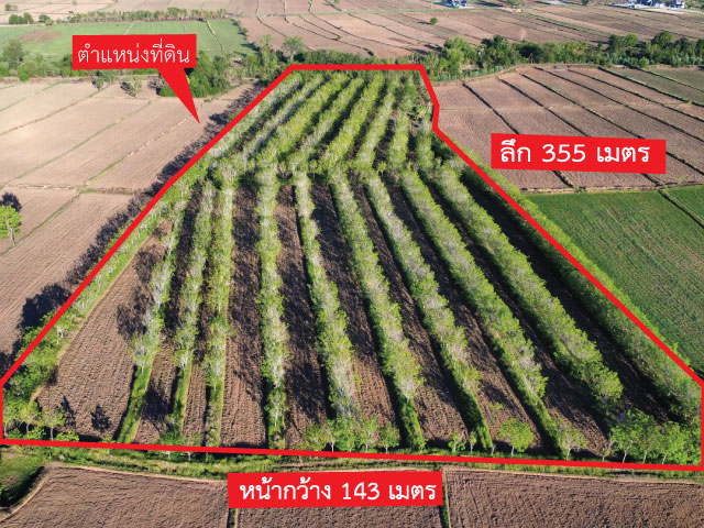 ขายที่ดินพร้อมสวนยาง อายุ ยางมากกว่า 11 ปีขึ้น เนื้อที่ 22 ไร่ 3 งาน 13 ตารางวา ตำบลปังกู อำเภอประโคนชัย จังหวัดบุรีรัมย์