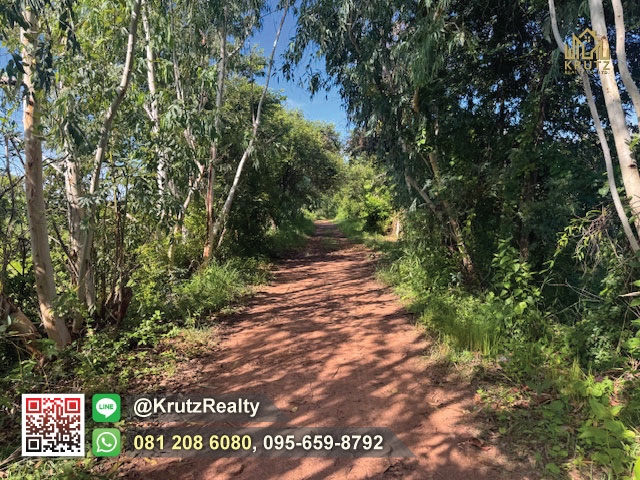 ขายที่ดินพร้อมสวนยาง อายุ ยางมากกว่า 11 ปีขึ้น เนื้อที่ 22 ไร่ 3 งาน 13 ตารางวา ตำบลปังกู อำเภอประโคนชัย จังหวัดบุรีรัมย์