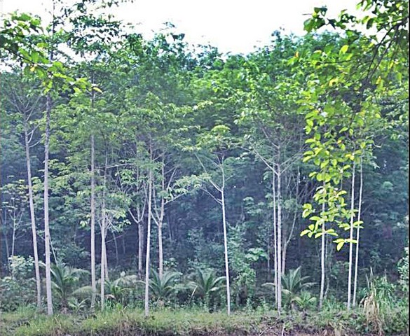 มีรายได้ทันที ที่วิวเขา สวนยางพารา-ไม้กฤษณากำลังให้ผลผลิต44ไร่กว่า พร้อมบ้านพัก อ.มะขาม  จันทบุรี o86-3ol-6l6l