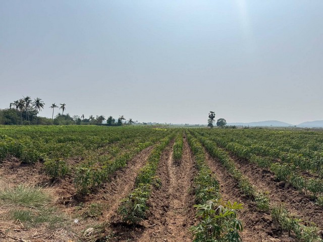 ขายที่ดินกาญจนบุรี ขายที่ด่านมะขามเตี้ย ที่ดินวิวภูเขา