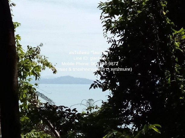 ที่ดิน ขายที่ดินสวนป่า บนเนินไหล่เขา วิวทะเล (Seaview) เกาะสิเหร่ ภูเก็ต 5-0-48.7 ไร่ (ห่างชายทะเล 100 ม.), ราคา 76,826,250 บาท (15 ล้านบาท/ไร่)  ขนาด 57 ตาราง-วา 1 ngan 2 Rai 35898750 BAHT ใกล้ ห่างเทศบาลเมืองภูเก็ต ประมาณ 7 กม. สภาพเยี่ยม!