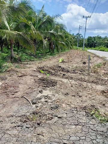 ขายที่ดินตำบลลาดใหญ่ อำเภอเมือง จังหวัดสมุทรสงคราม เนื้อที่ 1 ไร่ 2 งาน 30 ตารางวา