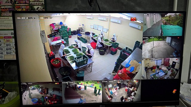 เซ้งกิจการจัดออเดอร์ ตัดแต่งผักสดส่ง อำเภอป่าซาง จังหวัดลำพูน