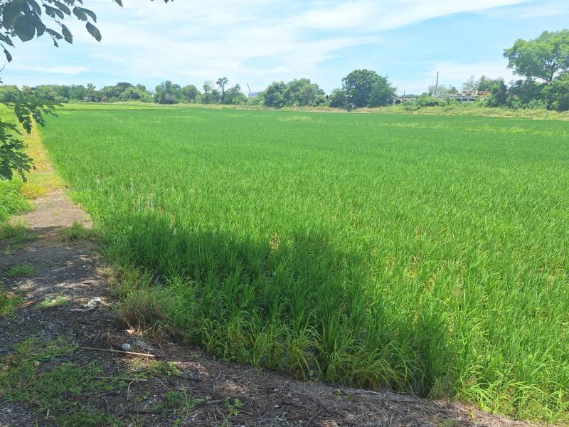 ขายที่ดิน 7-3-55 ไร่  ติดทางด่วนบางปะอิน-ปากเกร็ด ใกล้ ม.ธรรมศาสตร์ ศูนย์รังสิต