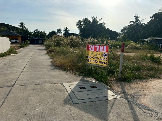 ขายที่ดิน 60วา 2 แปลง ตะเคียนเตี้ย  บางละมุง  ชลบุรี  ZT607