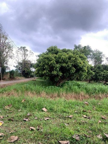 ที่ดินจัดสรร ทำเลดี  โซนสีเหลือง หางดง