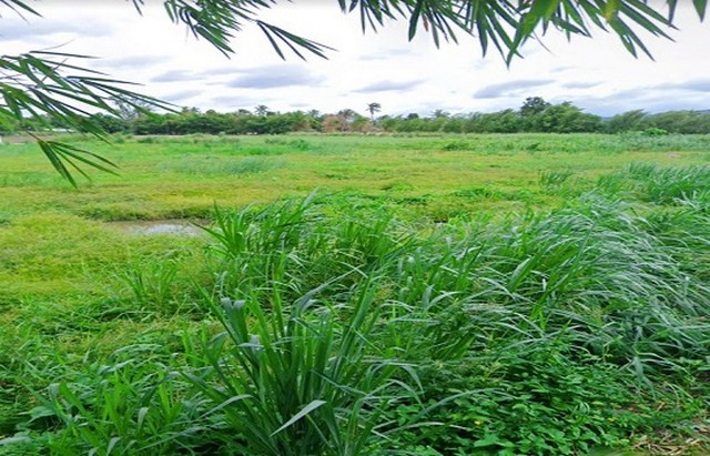 ขายที่ดินหุบบอน ศรีราชา 3 ไร่ ใกล้นิคมเหมราช ราคาถูก เหมาะทำบ้านจัดสรร TP-L1551