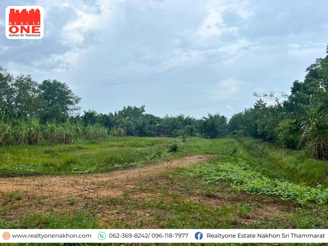 ที่ดินสวนปาล์ม 10-1-41 ไร่ ปาล์มน้ำมัน 3.5 ปี + หมาก 600 ต้น + พร้อมที่ดินเปล่า 2 ไร่