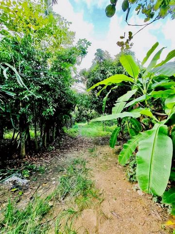 ขายด่วน! ราคาสุดคุ้ม เพียงตรว.ละ 3,500 บาท ที่สวนไม้ผลผสมผสาน สันกำแพง เนื้อที่ 8-2-10 ไร่  ทำเลดี มีศักยภาพ อยู่ในชุมชน ปลอดภัย ไร้มลพิษ