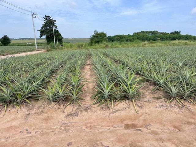 ขายที่ดินแปลงใหญ่ ใกล้นิคมฯ ผังสีม่วงลาย มาบยางพร ปลวกแดง ระยอง TP-L1563