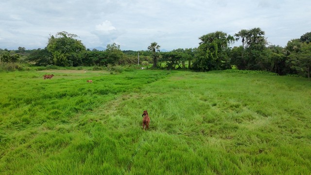 ขายที่ดินเชียงใหม่ ขาย 2 แปลง 1 ไร่กับ 200 ตรว ซอยข้างโรงเรียนเวียงท่ากาน ตำบล บ้านกลาง อำเภอสันป่าตอง