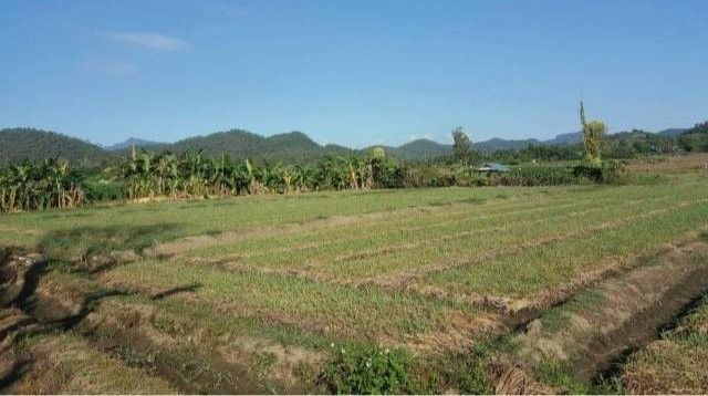 ที่ดินติดถนน มสมีลำคลองขั้นกลางน้ำธรรมชาติ วิวสวย เชียงดาว 