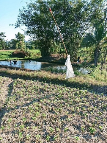 ที่นา ติดถนน แหล่งชุมชน อากาศดี วิวสวย วิดอยหลวงเชียงดาว