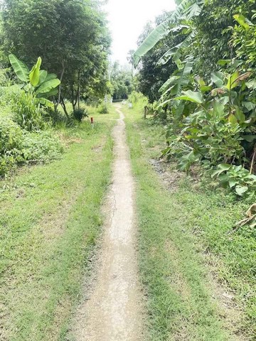 ขายที่ดินหนองตำลึง เนื้อที่  30  ตรว  อยู่ในแหล่งชุมนุม เหมาะสำหรับท่านที่มองหาที่ดินปลูกบ้านอยู่ในแหล่งชุมชน