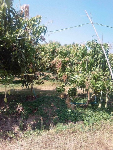 ขายที่ดินสวนมะม่วง-สวนฝรั่ง อำเภอเมืองจังหวัดเพชรบูรณ์ เนื้อที่ 4 ไร่ 2 งาน 75 ตารางวา