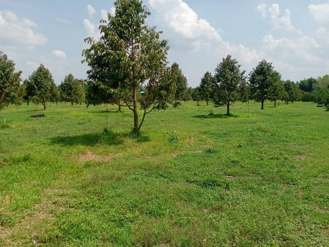 ขายที่ดินแพร่ ขายที่ดินวังชิ้นแพร่ขายที่ดินสวนทุเรียนจังหวัดแพร่ต.นาพูน อ.วังชิ้น จ.แพร่ เป็นเขตรอยต่อ ติดกับบ้านห้วยโป้ อ.ศรีสัชนาลัย จ.สุโขทัย ห่างจากตัวอำเภอศรีสัชนาลัยประมาณ 30 ก.ม.รายละเอียด- เนื้อที่ 25 ไร่ 57 ตร.ว.- สวนทุเรียน,ลองกอง,มะนาว- บ้านในสวน - ครุฑเขียว  - น้ำ - ไฟพร้อมใช้ ( ไฟ 3 เฟส) - น้ำไม่เคยท่วมสวน - ทุเรียน ประมาณ 400 ต้น อายุ 3-4 ปี - ลองกอง ประมาณ 100 ต้น อายุ 10 