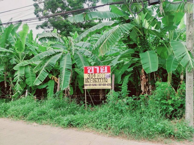 ขายที่ดิน 304 ตารางวา  หนองปลิง  เมืองนครสวรรค์  ใกล้สถานีรถไฟหนองปลิง