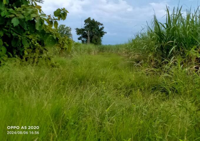 ขายที่ดิน 6ไร่ ราคาถูก อยู่ใกล้โรงพยาบาลบ้านผือซอยพนมรัตน์ ถนนบ้านค้อ ตำบลบ้านผือ อำเภอบ้านผือ จังหวัดอุดรธานี