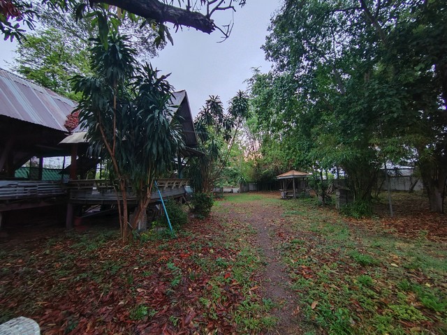 ขายที่ดินพร้อมสิ่งปลูกสร้าง บ้านเรือนไทย โฉนดที่ดิน ครุฑแดง อำนาจเจริญ