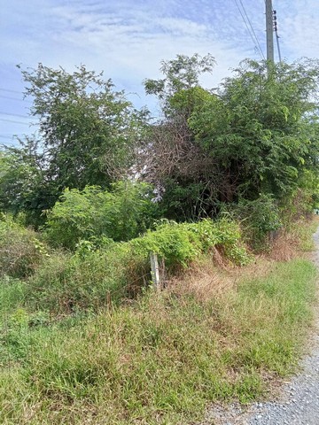 ขายที่ดินคลองขวาง 100 ตร.ว.ซอยต้นสน ไทรน้อย นนทบุรี