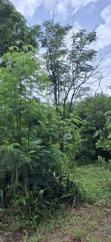 Supalai Oriental Sukhumvit 39 comfortable convenient peaceful 10th floor BTS Phrom Phong