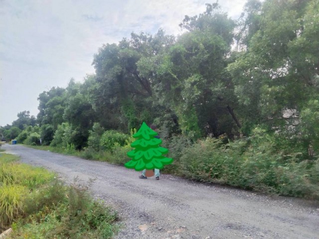 ขายที่ดิน ราคาถูก  100  วา  เทศบาลคลองด่านซ.3  บางบ่อ  สมุทรปราการ   ZT782